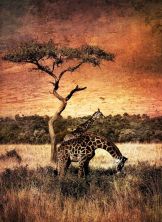 two giraffes explored.jpg